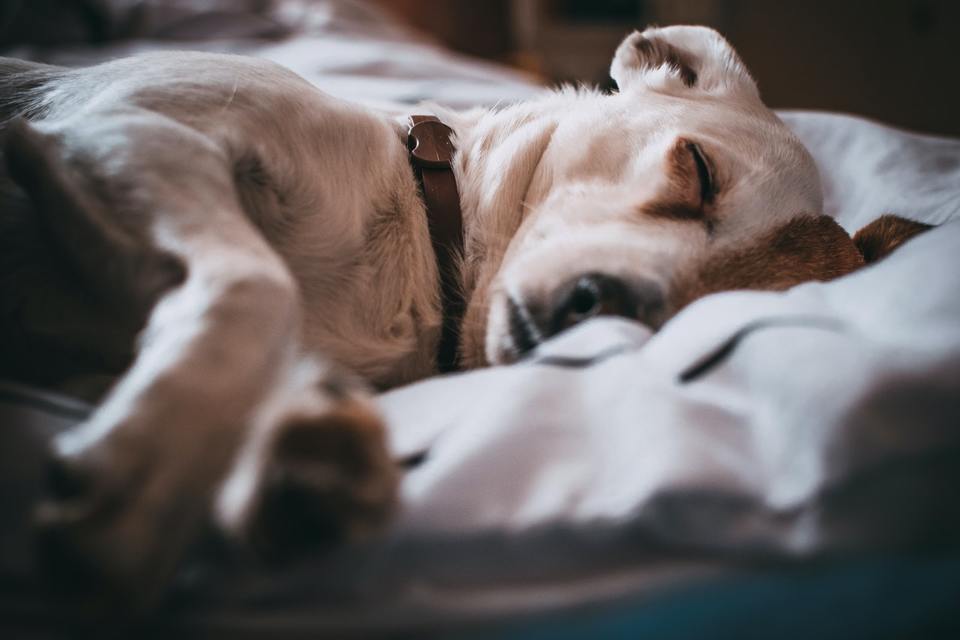 Šuns pankreatitas gali būti ūminis arba lėtinis. Ūminė ligos forma yra labai pavojinga, todėl, kai tik atsiras simptomų, turėtumėte nuvesti šunį pas veterinarą.